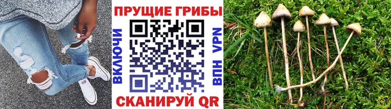 Псилоцибиновые грибы Psilocybine cubensis  Курск 